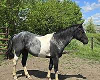 big-boy-paint-horse