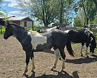 music-mount-paint-horse