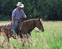ranch-missouri-fox-trotter-horse