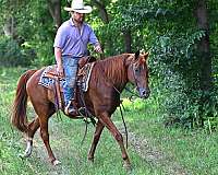 ranch-versatility-missouri-fox-trotter-horse