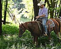 ranch-work-missouri-fox-trotter-horse