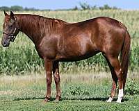 trail-class-competition-missouri-fox-trotter-horse