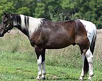reined-cow-paint-horse