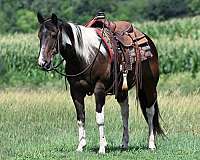 western-dressage-paint-horse