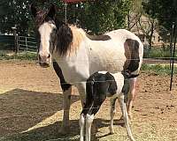 tobiano-hz-for-curls-smokey-black-white-horse