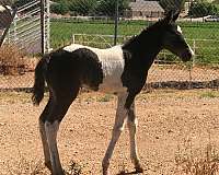 black-curly-filly-stallion