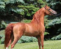 sorrel-aspc-stallion