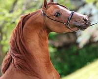 been-shown-shetland-pony