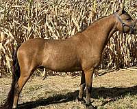 buckskin-shetland-pony-stallion