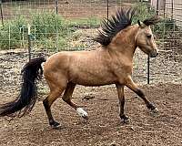 approved-shetland-pony