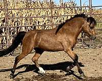 buckskin-shetland-pony-stallion