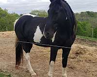 all-around-tennessee-walking-horse