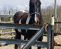 trail-tennessee-walking-horse