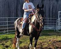 trail-riding-tennessee-walking-horse