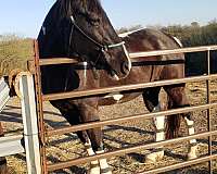 tobiano-tennessee-walking-gelding