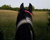 tobiano-all-around-horse