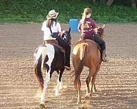 tobiano-trail-horse