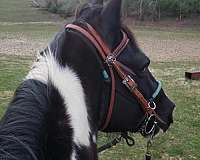 tobiano-trail-riding-horse