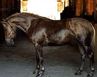 working-equitation-haflinger-pony