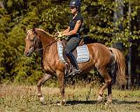 chestnut-working-equitation-pony