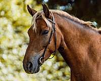 equitation-haflinger-pony