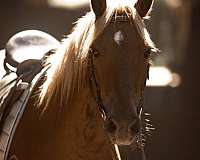 ridden-english-haflinger-pony