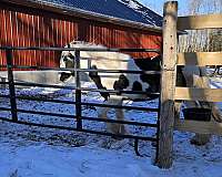 tobiano-he-has-the-shape-of-new-england-on-one-side-a-horse-head-profile-other