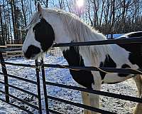 pre-gypsy-vanner-horse