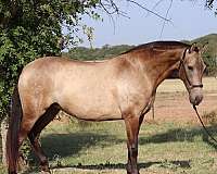 balanced-andalusian-pony