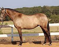 bloodlines-andalusian-pony