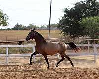 broodmare-andalusian-pony