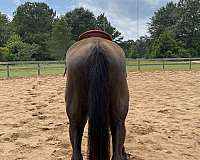 all-around-tennessee-walking-horse
