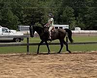 athletic-tennessee-walking-horse