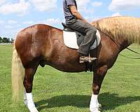 great-temperament-draft-horse