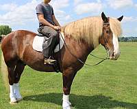 loads-easily-draft-horse