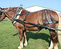 looks-draft-horse