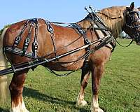 mount-draft-horse