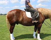 rare-draft-horse