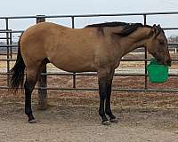 weanling-prospects-quarter-horse