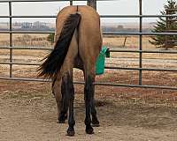 ranch-prospects-quarter-horse