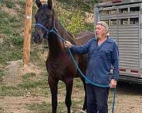 breeding-rocky-mountain-horse