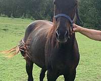 broken-bones-rocky-mountain-horse