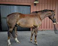dressage-hanoverian-horse