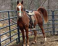 grulla-mare-rocky-mountain-horse