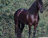 black-friesian-quarter-horse