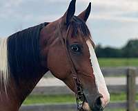 registered-tennessee-walking-horse