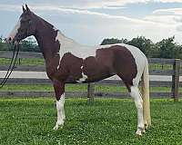 gaited-horse-for-sale-tennessee-walking