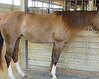 chestnut-quarter-horse-mare