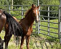 black-chestnut-morgan-horse