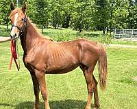 black-chestnut-morgan-filly